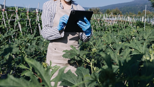 Agricultora trabalhando cedo na fazenda segurando cesta de madeira de legumes frescos e tablet