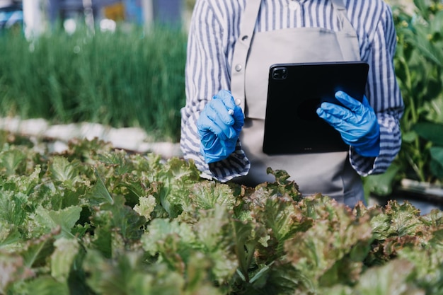 Agricultora trabalhando cedo na fazenda segurando cesta de madeira de legumes frescos e tablet