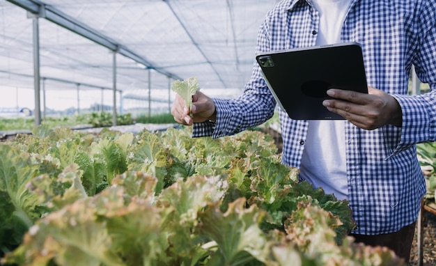 Agricultora trabalhando cedo na fazenda segurando cesta de madeira de legumes frescos e tablet