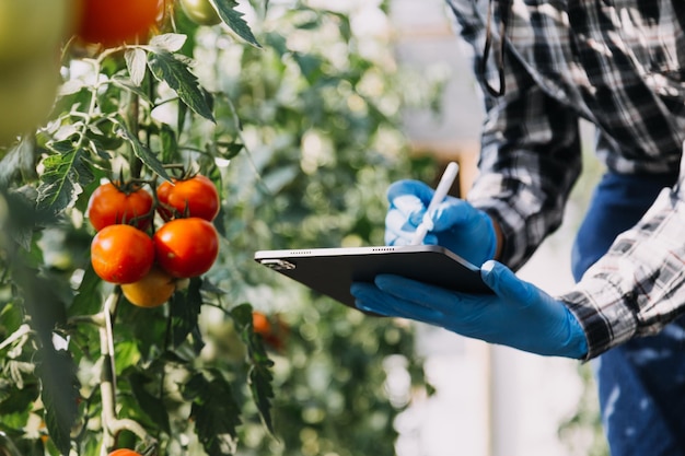 Agricultora trabalhando cedo na fazenda segurando cesta de madeira de legumes frescos e tablet