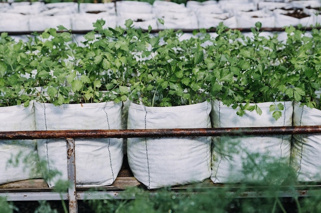 Agricultora trabalhando cedo na fazenda segurando cesta de madeira de legumes frescos e tablet