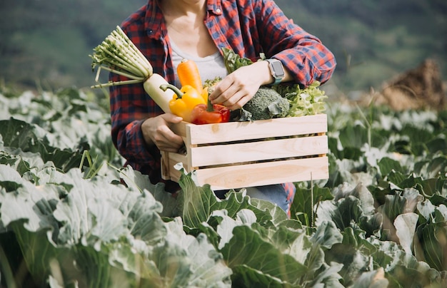 Agricultora trabalhando cedo na fazenda segurando cesta de madeira de legumes frescos e tablet