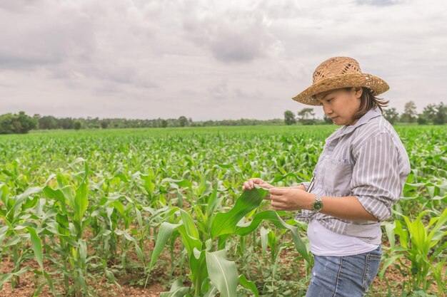 Agricultora trabalhando na fazenda de milho Coletar dados sobre o crescimento de plantas de milhoEla segurando o tablet touch pad computador