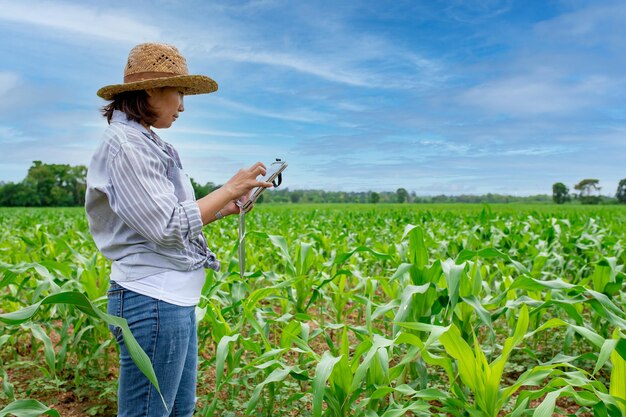 Agricultora trabalhando na fazenda de milho Coletar dados sobre o crescimento de plantas de milhoEla segurando o tablet touch pad computador