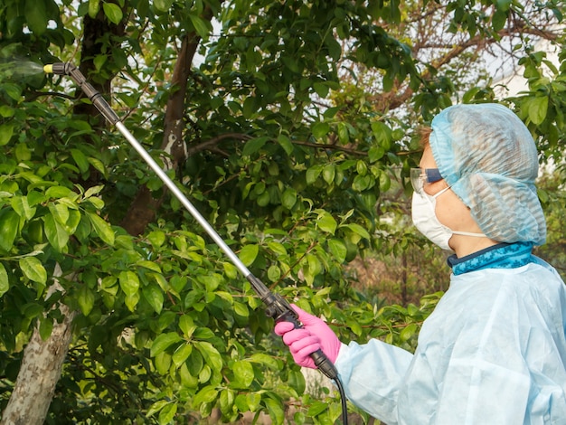 Foto la agricultora con traje protector y máscara está rociando manzanos de enfermedades fúngicas o alimañas con rociadores a presión y productos químicos en el huerto.