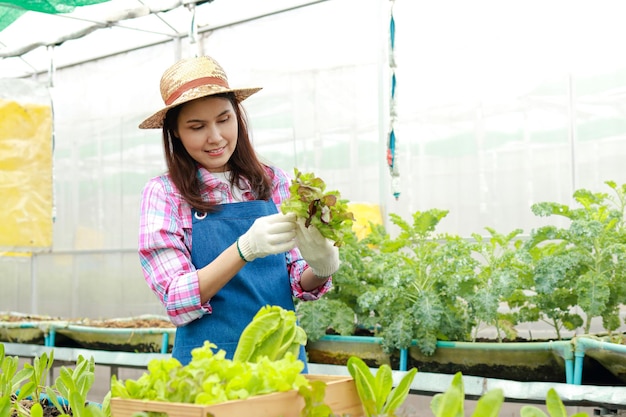 Agricultoras asiáticas cultivam alface orgânica em estufas Segure vegetais para inspecionar os produtos para distribuição O conceito de agricultura orgânica Alimentos saudáveis limpos e seguros