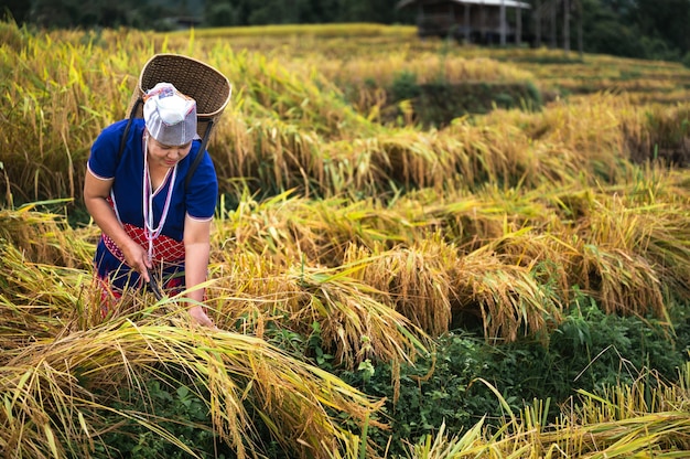 Agricultoras colhem arroz no norte da Tailândia