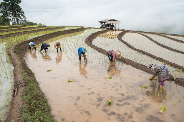 Agricultores a trabalhar no campo agrícola