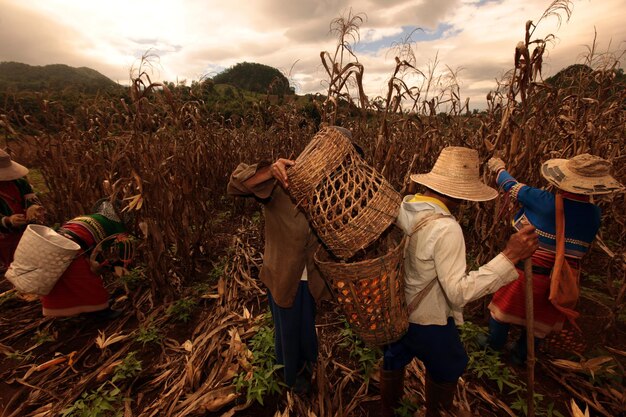 Foto agricultores a trabalhar no campo de milho