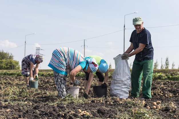 Los agricultores de los aldeanos cosechan papas recién excavadas Tiempo de cosecha