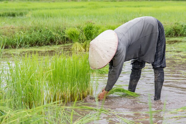 Los agricultores de Asia están retirando plántulas de arroz. la siembra de la temporada de arroz debe prepararse para la siembra.