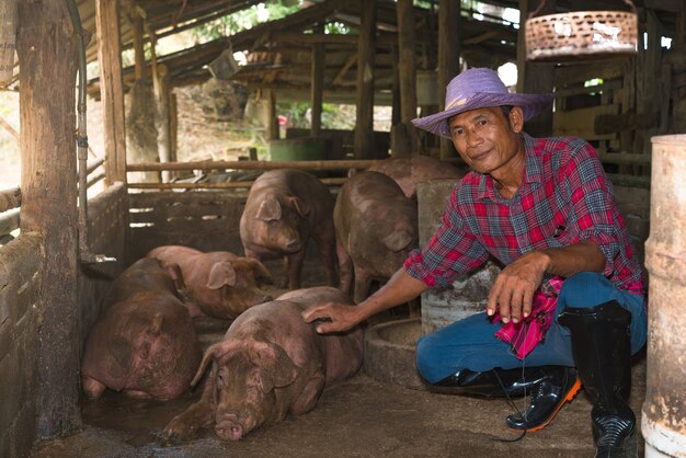 Agricultores asiáticos alimentam porcos