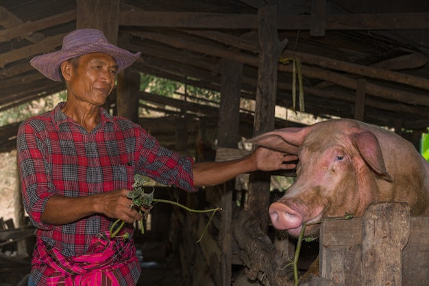 Agricultores asiáticos alimentam porcos