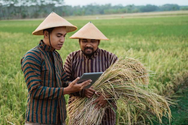 Agricultores asiáticos com chapéus no campo de arroz