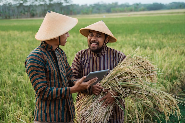 Agricultores asiáticos com chapéus no campo de arroz