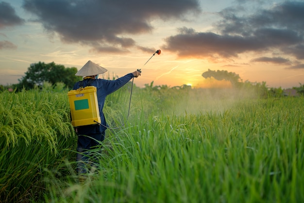 Agricultores asiáticos pulverizam herbicidas no campo