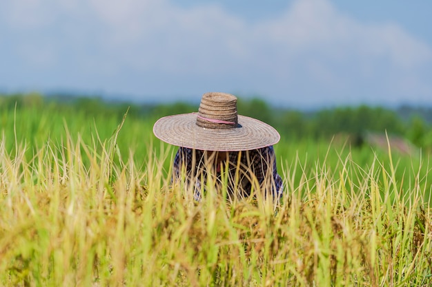 Agricultores asiáticos que trabajan en el campo de arroz bajo un cielo azul