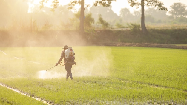 Agricultores asiáticos rociando fertilizante al joven campo de arroz verde