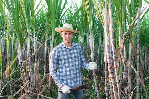 Los agricultores de caña de azúcar cosechan cultivos de caña de azúcar en la finca.