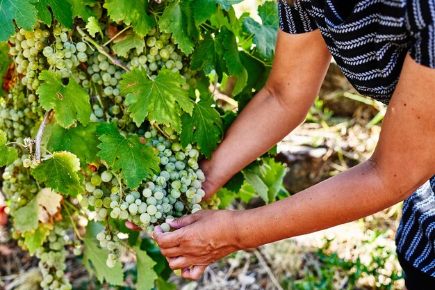 Agricultores coletando uvas em fazendas orgânicas. Uvas de mesa de corte de mulher. Jardinagem, conceito de agricultura