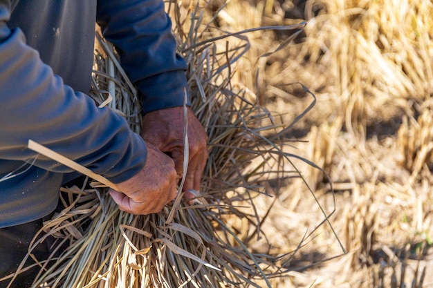 Agricultores colhem arroz de trigo à mão com foco suave e sobre a luz ao fundo