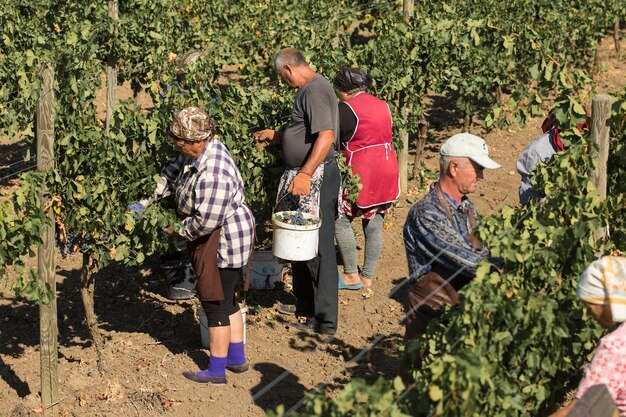 Agricultores colhendo uvas de um vinhedo Colheita de outono