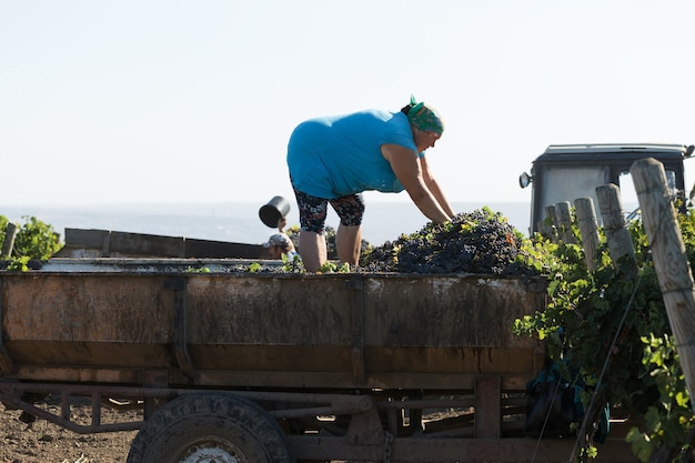 Agricultores colhendo uvas de um vinhedo. Colheita de outono.