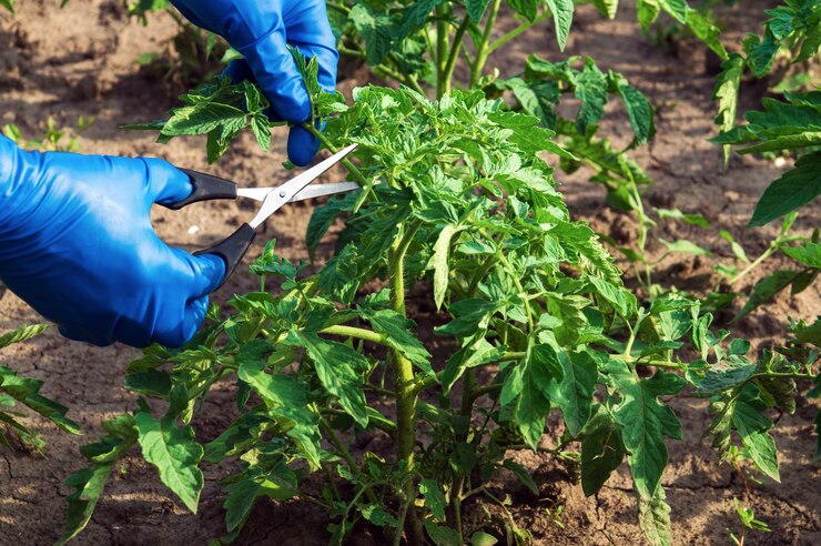 Foto agricultores com luvas azuis cortam brotos de tomate com uma tesoura no jardim