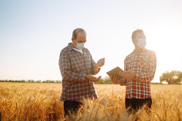 Agricultores com máscaras médicas estéreis discutem questões agrícolas em um campo de trigo Agro business Covid19