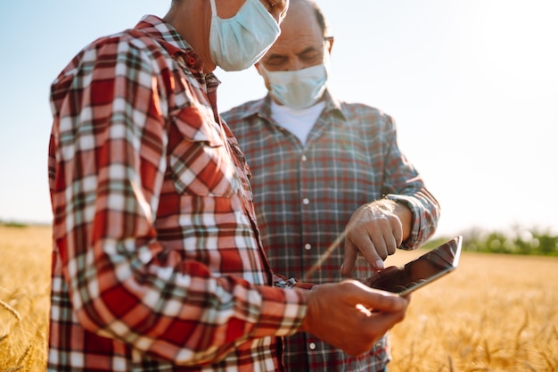 Agricultores com máscaras médicas esterilizadas discutem questões agrícolas em um campo de trigo. Agro negócios. Covid19.