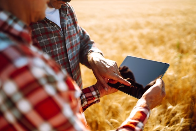 Agricultores com um tablet nas mãos em um campo de trigo. Colheita.