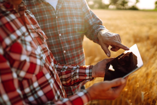 Agricultores com um tablet nas mãos em um campo de trigo. Colheita.