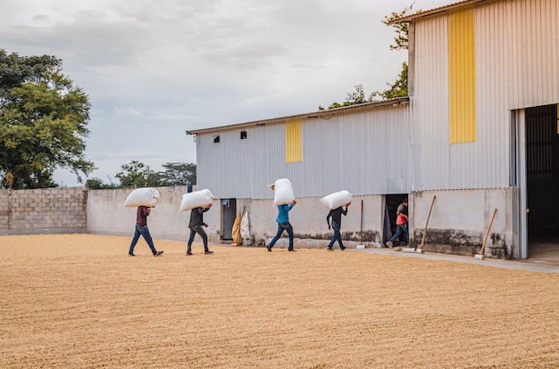 agricultores controlando el grano de café.