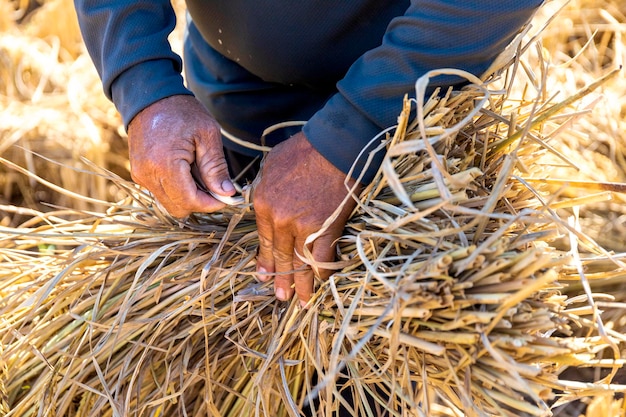 Los agricultores cosechan el arroz de trigo a mano. fotografía de cerca. enfoque suave y luz excesiva en el fondo