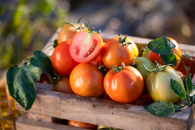 Agricultores cosechando tomates en cajas de madera con hojas verdes y flores Bodegón de tomates frescos aislado en el fondo de la granja de tomates agricultura orgánica vista superior