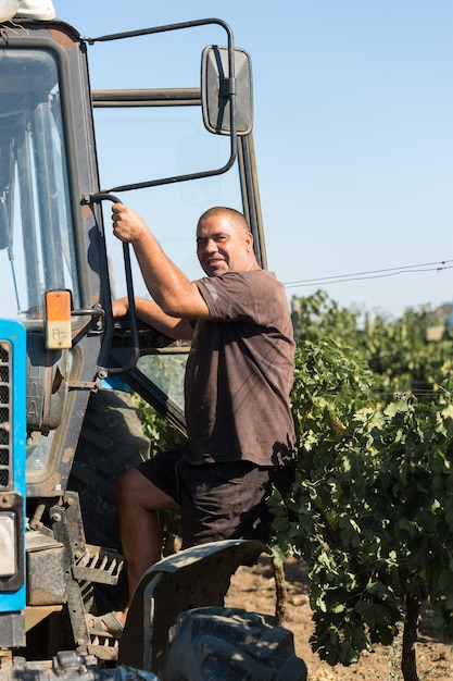 Agricultores cosechando uvas de un viñedo Cosecha de otoño