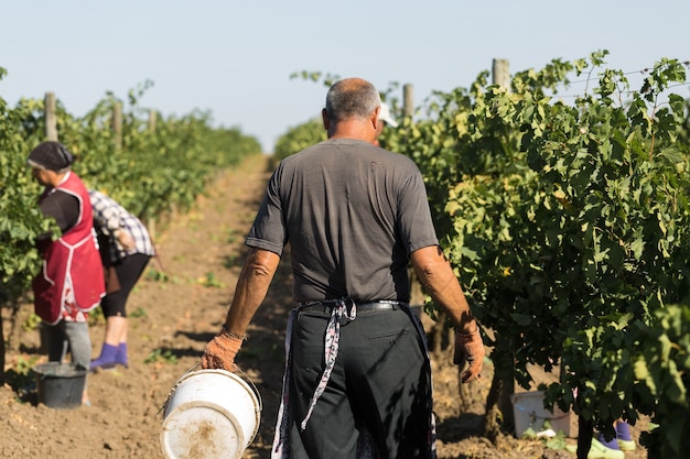 Foto agricultores cosechando uvas de un viñedo. cosecha de otoño.