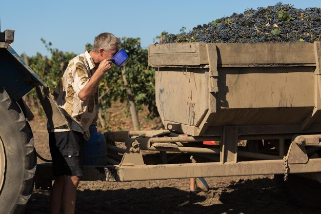 Agricultores cosechando uvas de un viñedo Cosecha de otoño