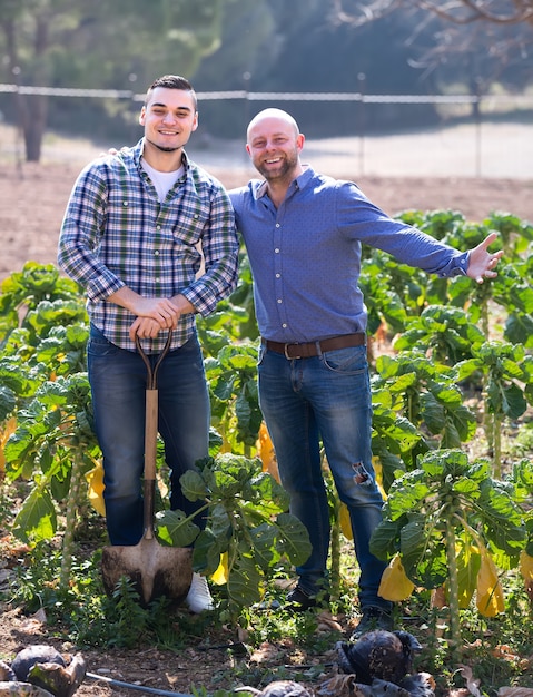 Los agricultores crecen repollo