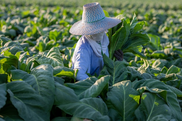 Los agricultores cultivaban tabaco en un tabaco convertido que crecía en el país, Tailandia.