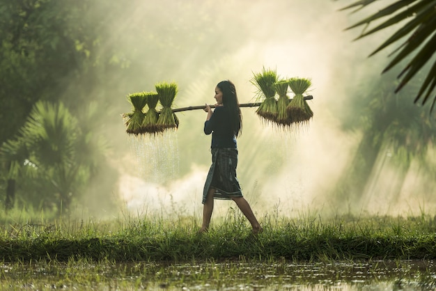 Los agricultores cultivan arroz en la temporada de lluvias.