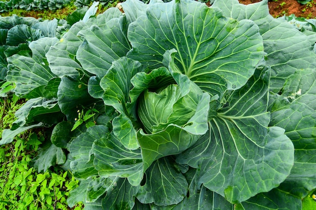 Los agricultores cultivan coles en terrazas en las tierras altas del norte de Tailandia.