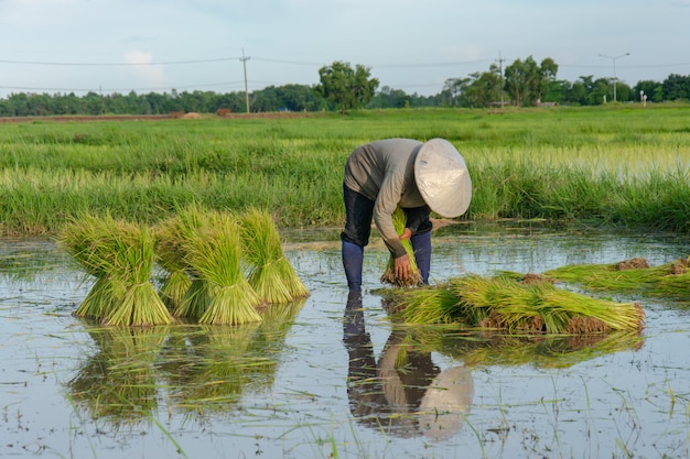 Agricultores da Ásia são retiradas mudas de arroz. O plantio da estação do arroz deve ser preparado para o plantio.