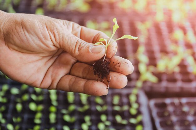 Foto agricultores de perto segurando brotos de microgreens no jardim