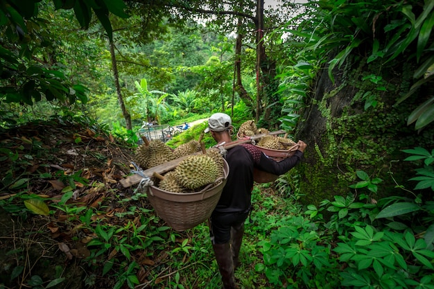 Agricultores Durian estão realizando a partir do jardim durian