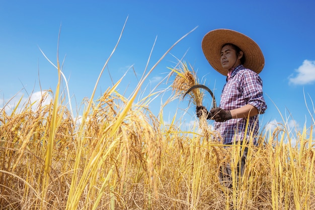 Agricultores em campos de luz solar.