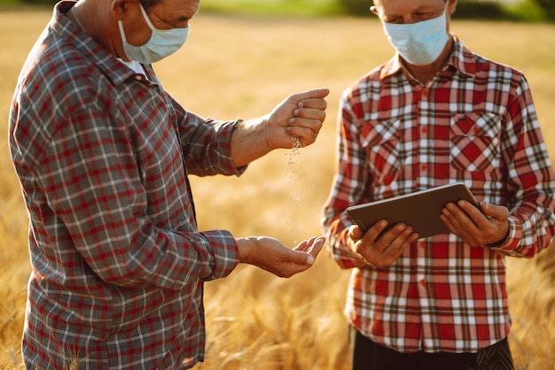 Agricultores em máscara médica estéril usando tablet digital no campo de trigo Conceito de colheita