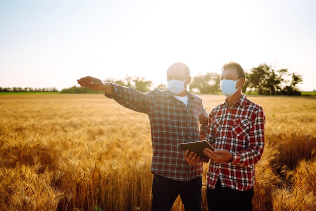 Agricultores em máscara médica estéril usando tablet digital no campo de trigo Conceito de colheita