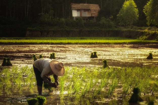 Agricultores em trabalho