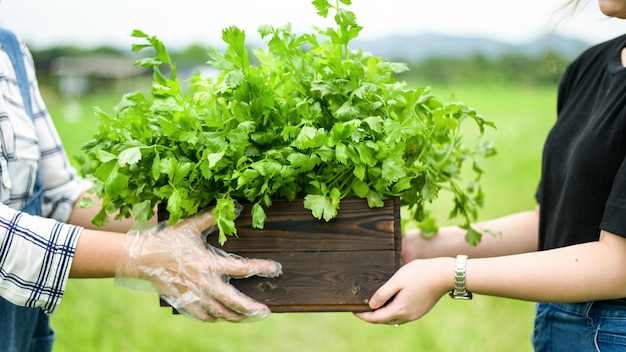 Los agricultores entregan verduras en cajas de madera a los clientes.